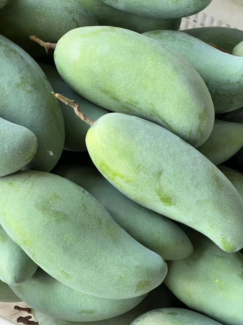 攀枝花金皇芒果