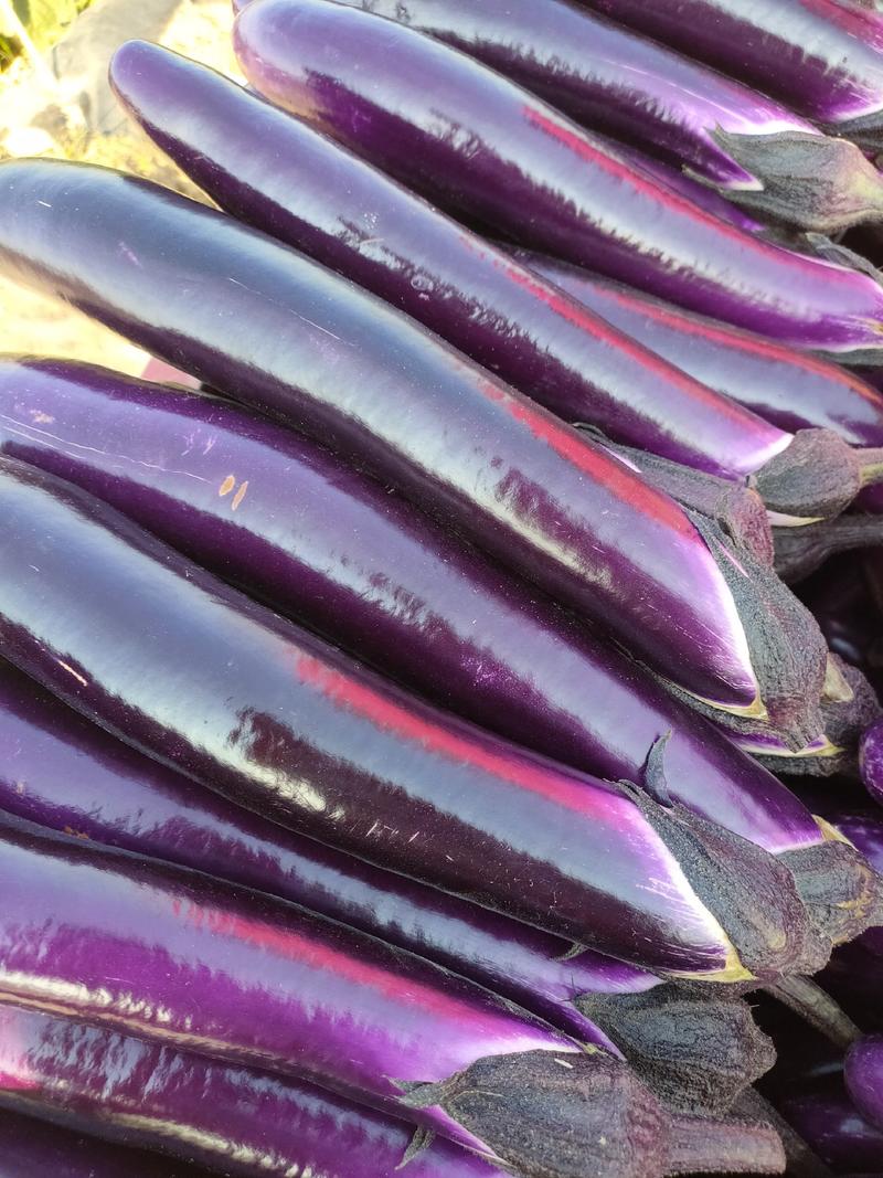 紫长茄，大量上市