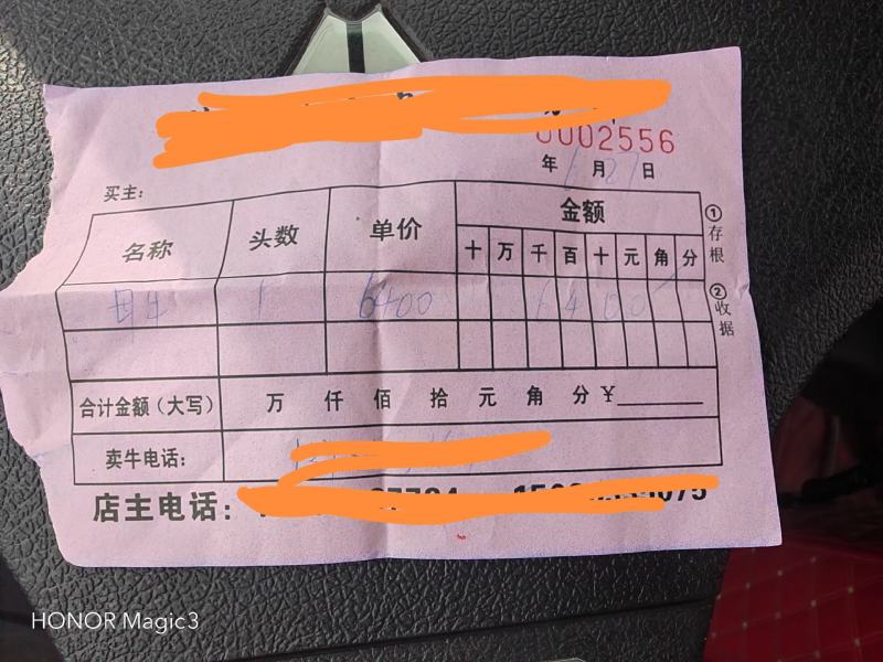 活牛