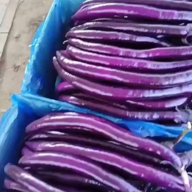 精品长线茄，大量上市，价格不贵发全国超市电商采购商