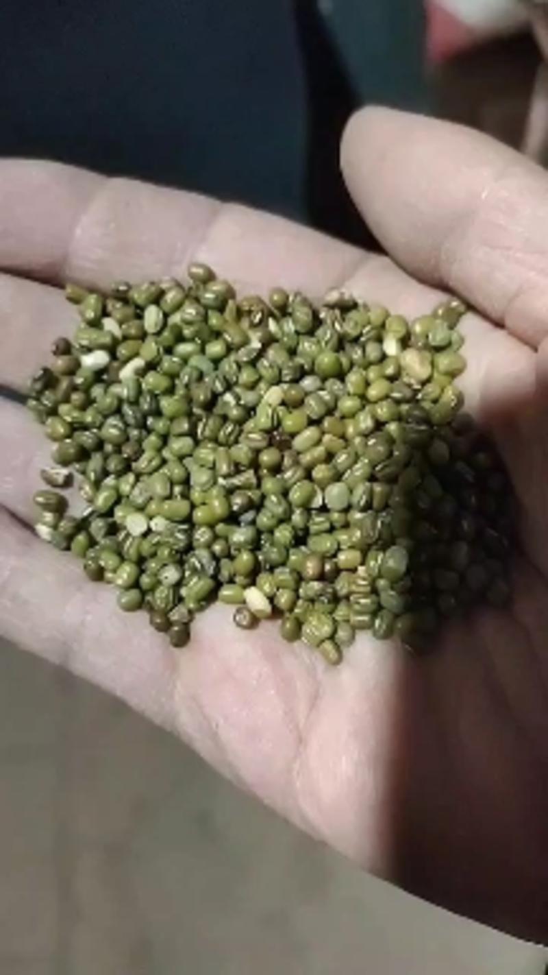 【优选】河北明绿豆-产地直发品质保障-价格优惠-支持视频看货