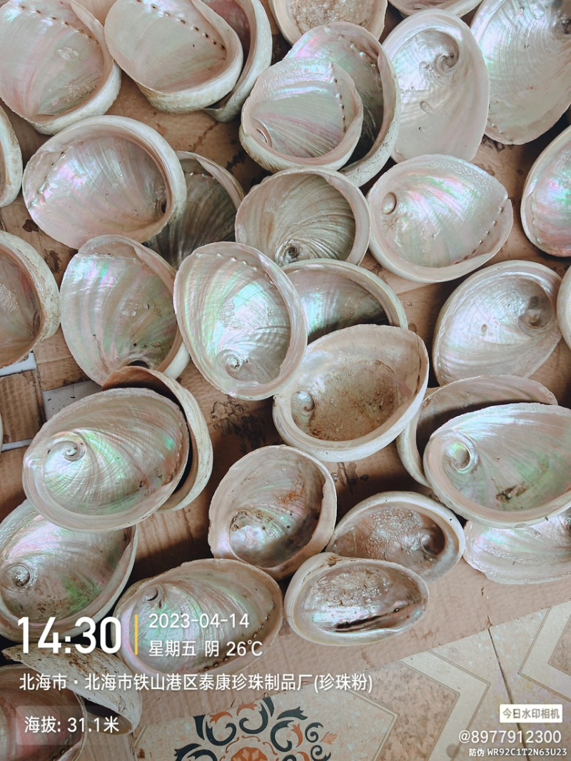 澳洲鲍鱼壳少量供应