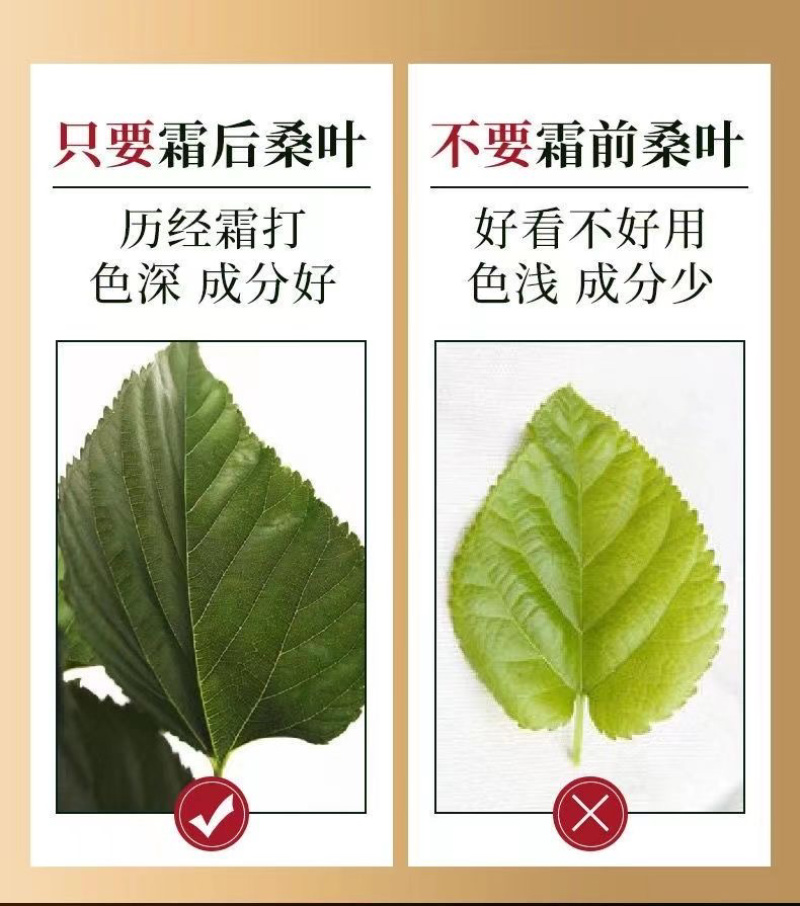 桑叶茶霜后桑叶颜色青茶厂批发价货源充足量
