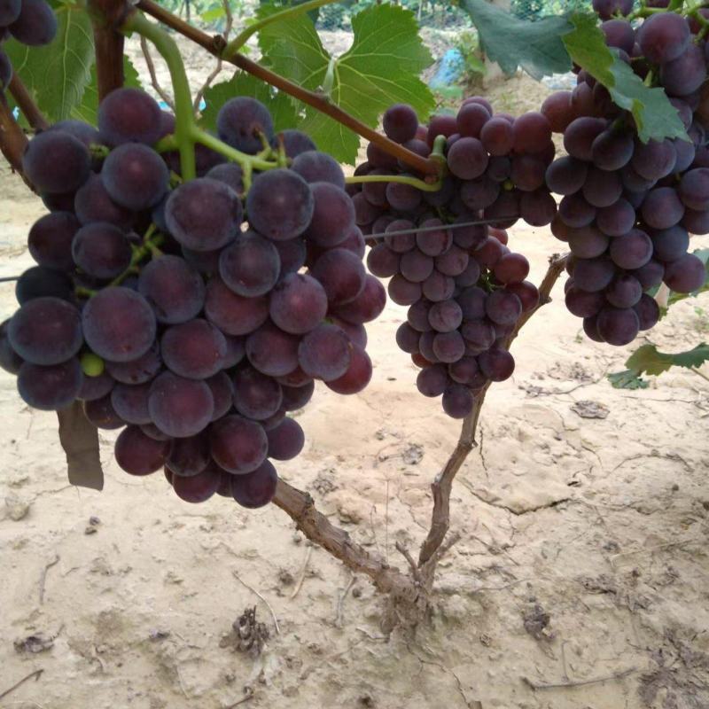 【热销】河北万亩巨峰葡萄大量上市，鲜甜多汁，支持视频看货