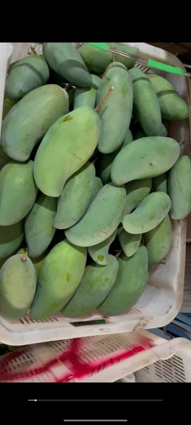 攀枝花金黄芒果