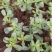 2023年新鲜马齿苋马蜂菜蚂蚱菜食用野菜现带
