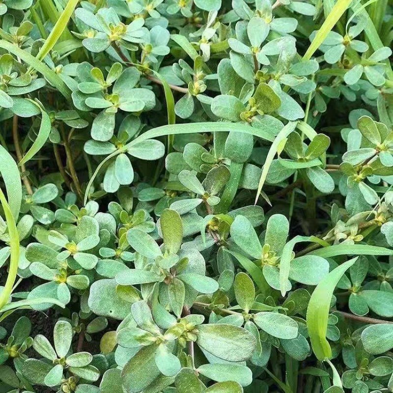2023年新鲜马齿苋马蜂菜蚂蚱菜食用野菜现带
