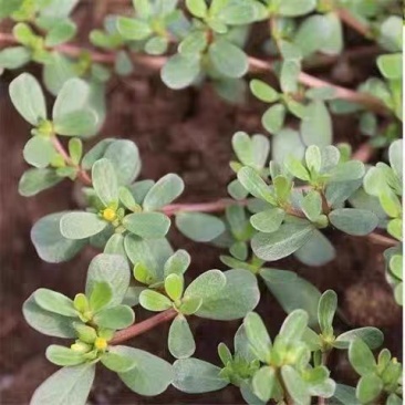 2023年新鲜马齿苋马蜂菜蚂蚱菜食用野菜现带