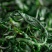 小叶苦丁茶新货正宗小叶苦丁茶叶青山绿水嫩芽苦丁茶花草茶