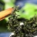 小叶苦丁茶新货正宗小叶苦丁茶叶青山绿水嫩芽苦丁茶花草茶