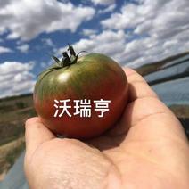 草莓番茄种505番茄苗草莓柿子种丹东铁皮西红柿苗水果西红