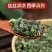 新鲜薄荷叶薄荷茶天然薄荷清凉茶薄荷叶干泡茶泡水清新口