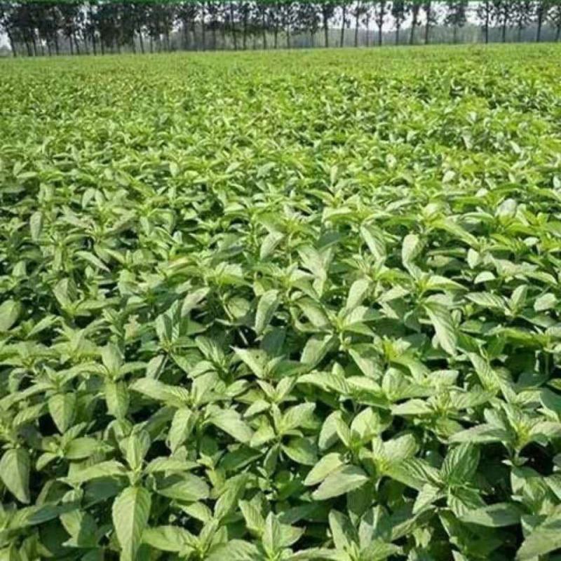 新鲜薄荷叶薄荷茶天然薄荷清凉茶薄荷叶干泡茶泡水清新口