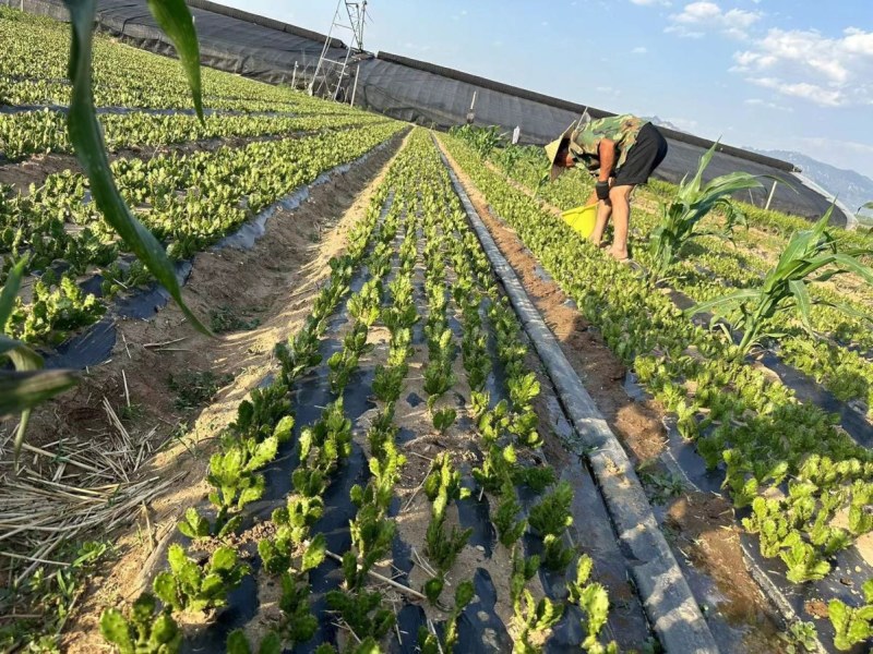 懒人千手观音仙人掌多肉平安派发财运净化空气浓香型耐批发价