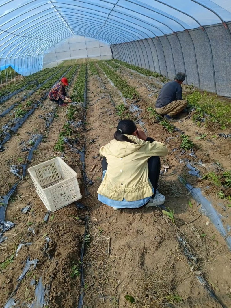 懒人千手观音仙人掌多肉平安派发财运净化空气浓香型耐批发价