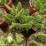 千手观音仙人掌锦多肉植物彩扇电脑桌面绿植山东原产地