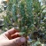 千手观音仙人掌锦多肉植物彩扇电脑桌面绿植山东原产地