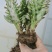 千手观音仙人掌锦多肉植物彩扇电脑桌面绿植山东原产地