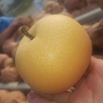 砀山精品圆黄梨大量上市了，货源充足，保质保量全国发货！