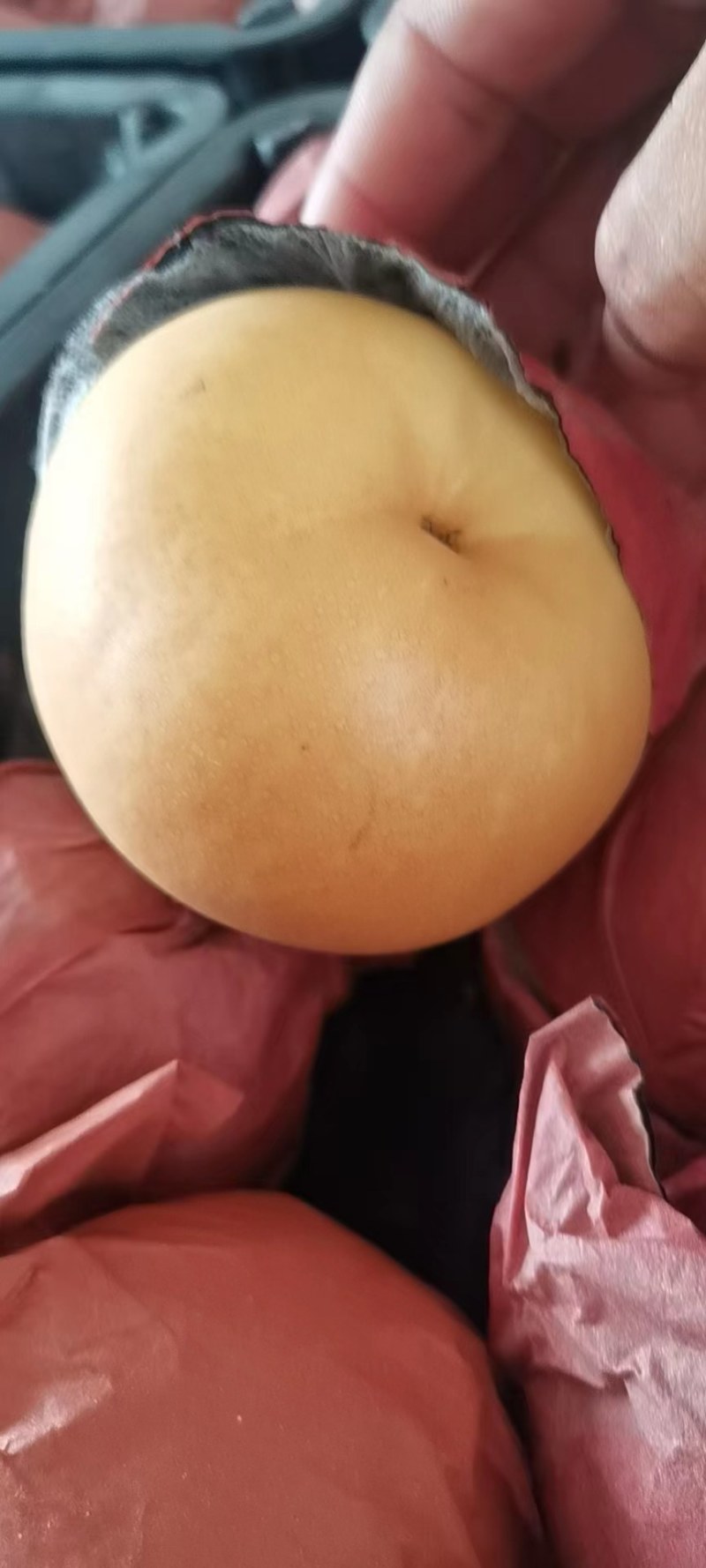 砀山精品圆黄梨大量上市了，货源充足，保质保量全国发货！