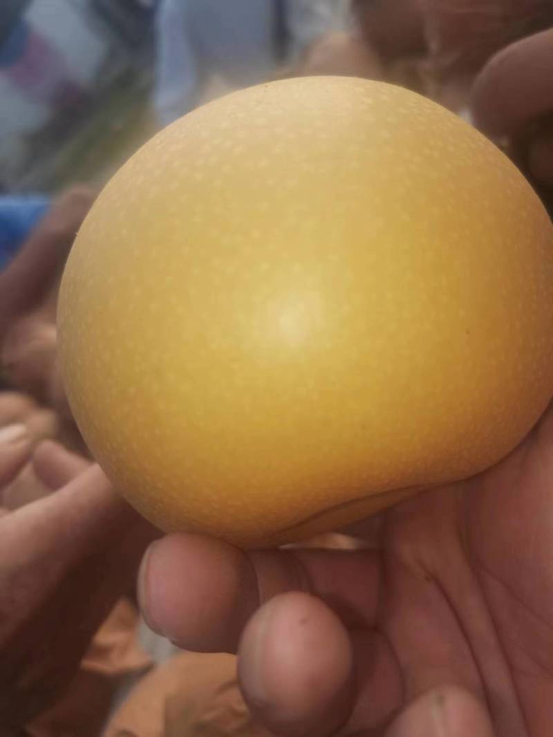 砀山精品圆黄梨大量上市了，货源充足，保质保量全国发货！