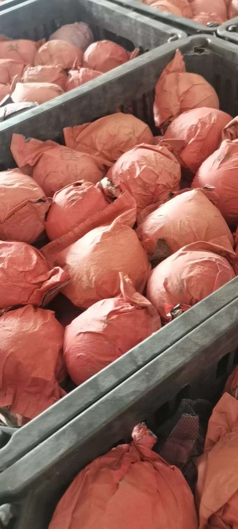 砀山精品圆黄梨大量上市了，货源充足，保质保量全国发货！