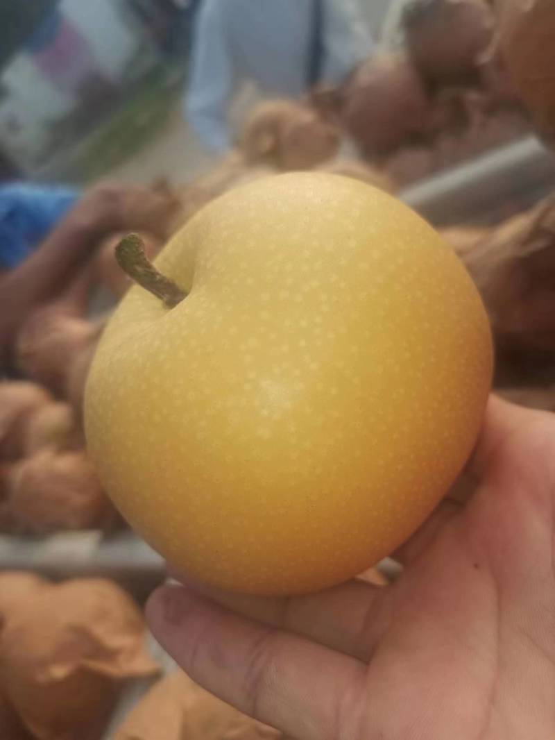 砀山精品圆黄梨大量上市了，货源充足，保质保量全国发货！