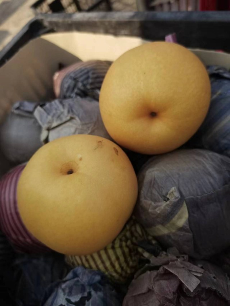 砀山精品圆黄梨大量上市了，货源充足，保质保量全国发货！