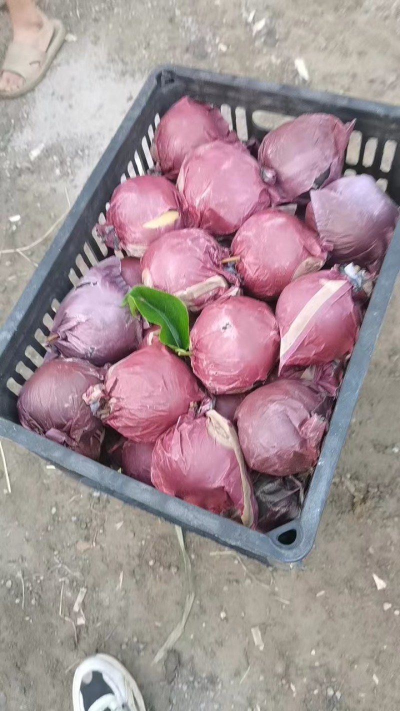 砀山精品圆黄梨大量上市了，货源充足，保质保量全国发货！