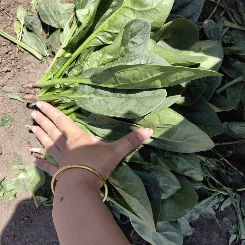 大叶精品菠菜