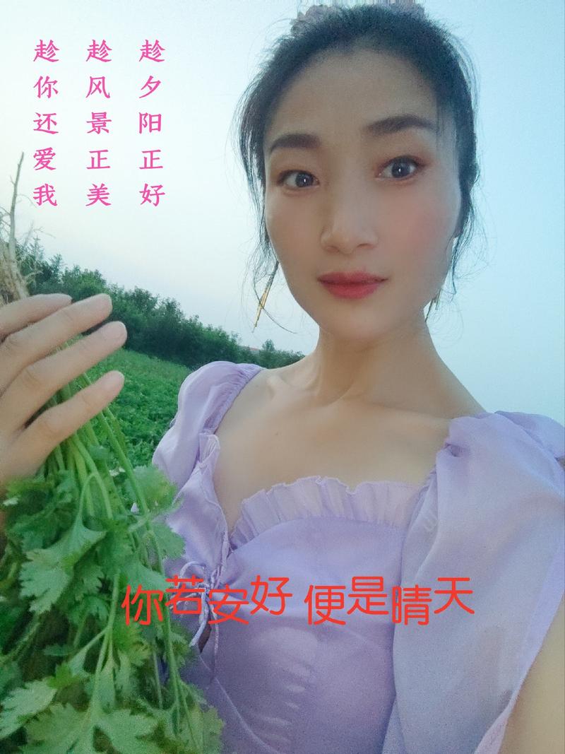 【天飞曌农业500亩四季香菜基地新鲜上市商超/电商】
