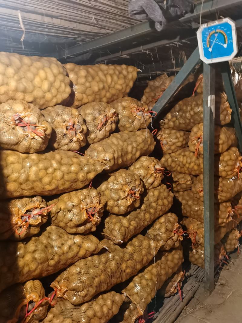 优质费乌瑞它脱毒土豆种，抗病强，产量高，大量现货