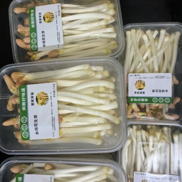 花生芽