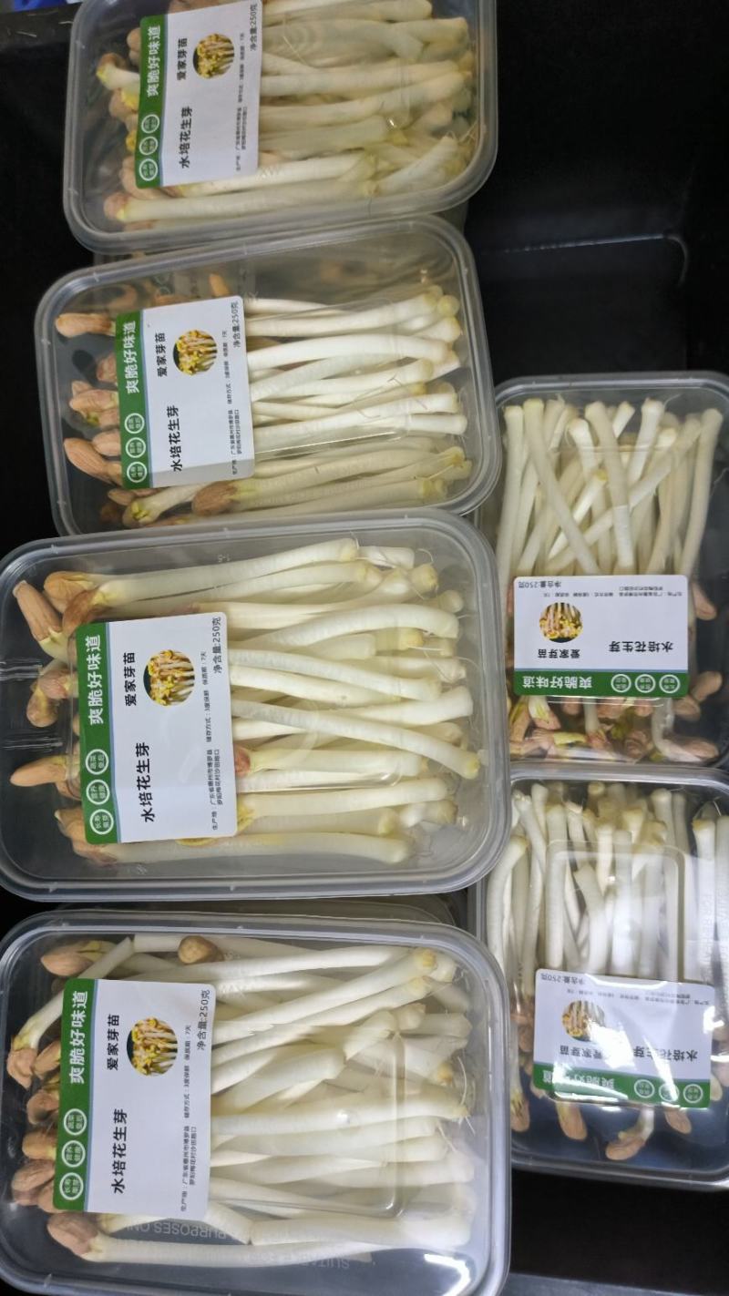 花生芽