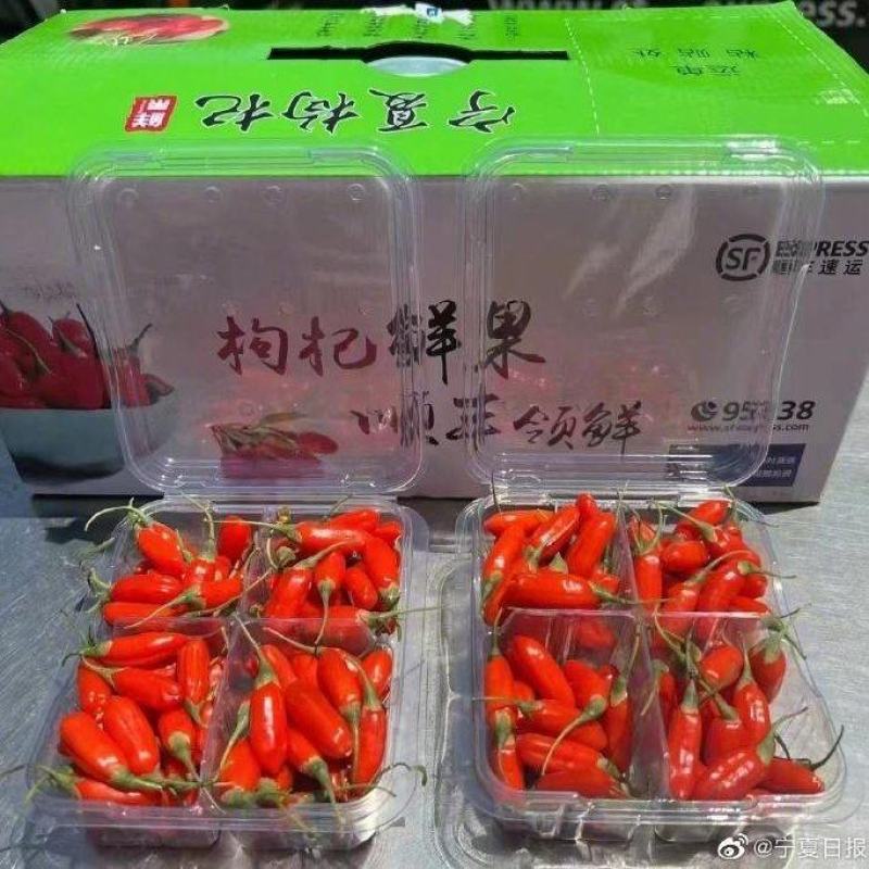 中宁县枸杞鲜果