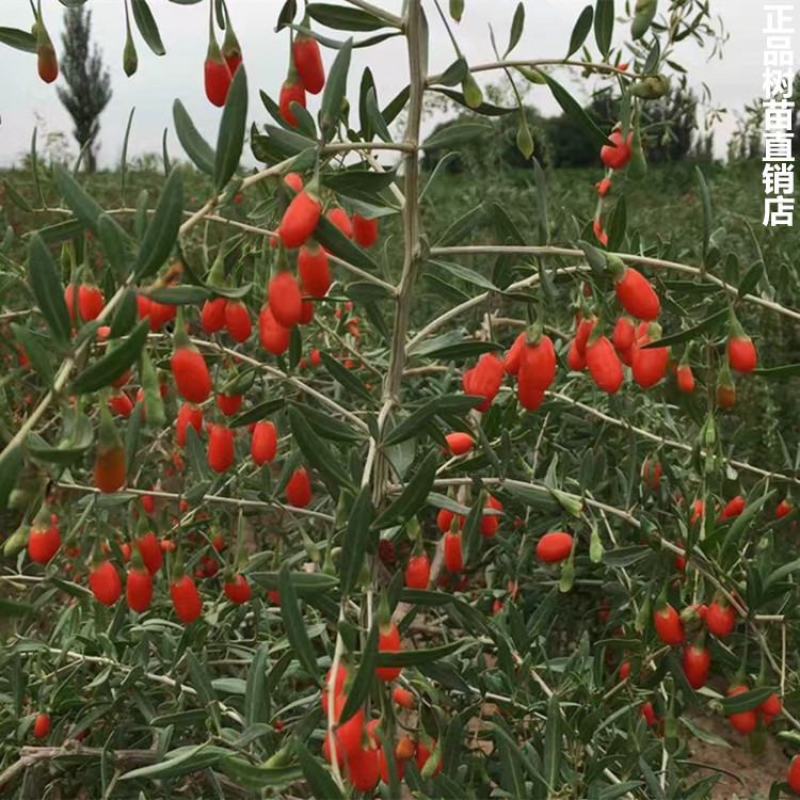 中宁县枸杞鲜果