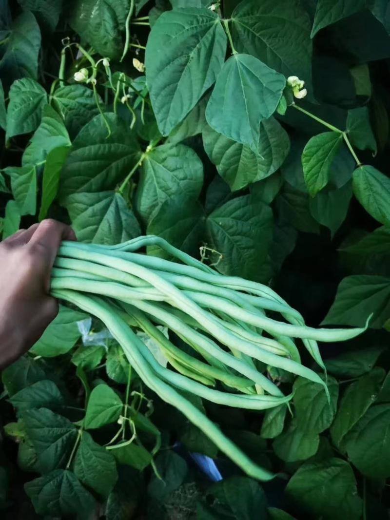 高原夏菜，武山精品无筋豆，四季豆，豆角，产地直销品质保证