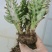 彩扇团扇仙人掌锦多肉植物彩扇电脑桌面绿植批发地摊货