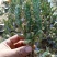 彩扇团扇仙人掌锦多肉植物彩扇电脑桌面绿植批发地摊货