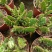 彩扇团扇仙人掌锦多肉植物彩扇电脑桌面绿植批发