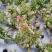 彩扇团扇仙人掌锦多肉植物彩扇电脑桌面绿植批发