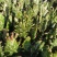 彩扇团扇仙人掌锦多肉植物彩扇电脑桌面绿植批发