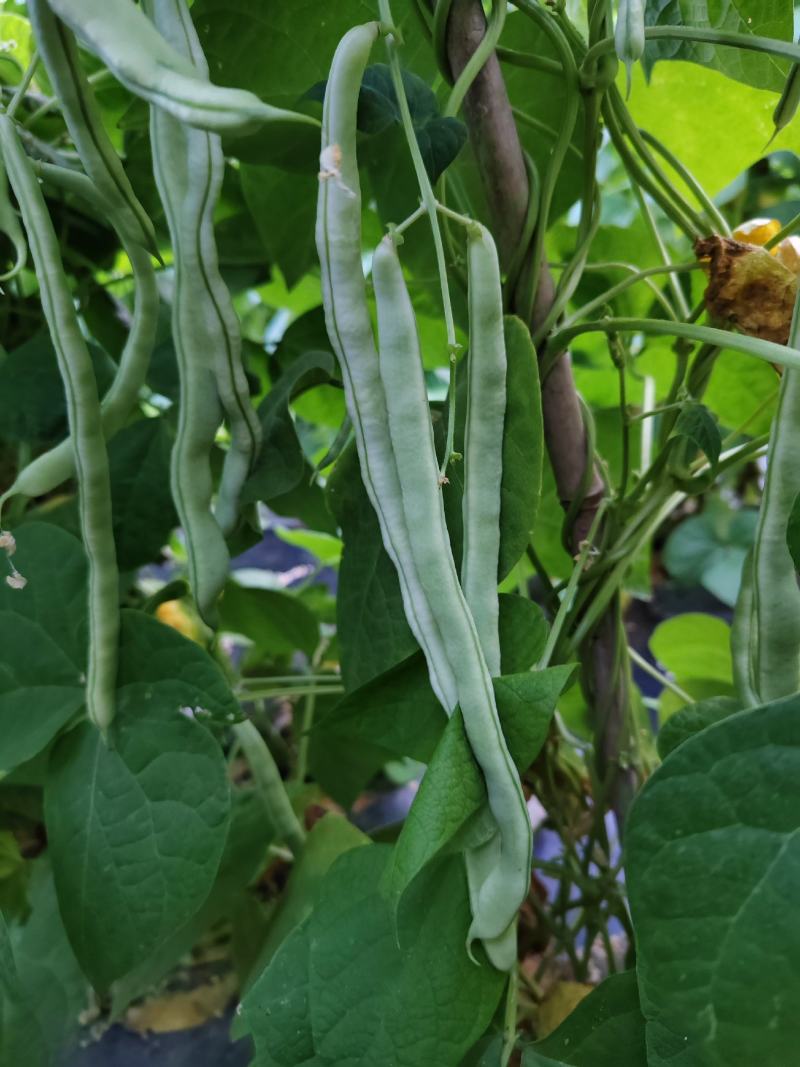 茄子，豆角