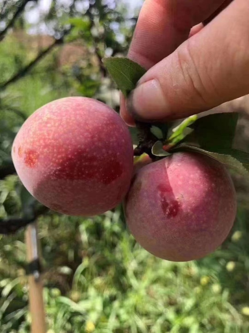 正宗金庭桃形李