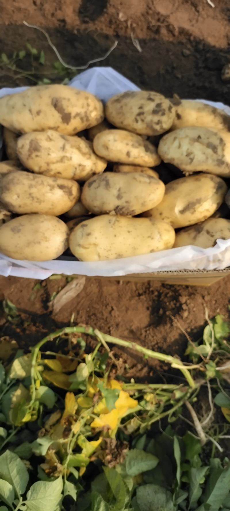 辽宁精品土豆荷兰十五土豆大量上市品质好价格低