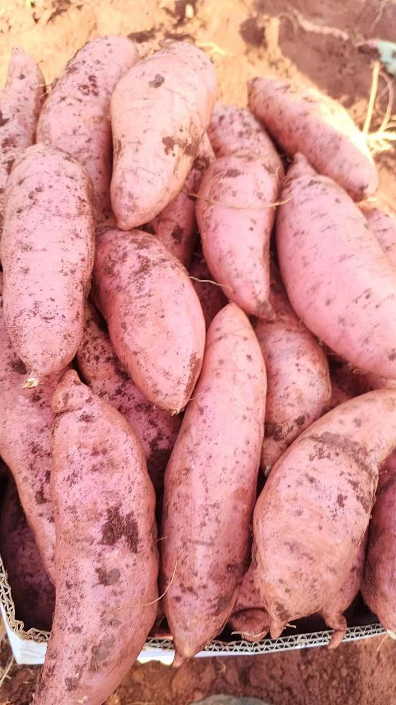 基地直发鲜红薯上市，品种有西瓜红商品薯，龙九商品薯基地直
