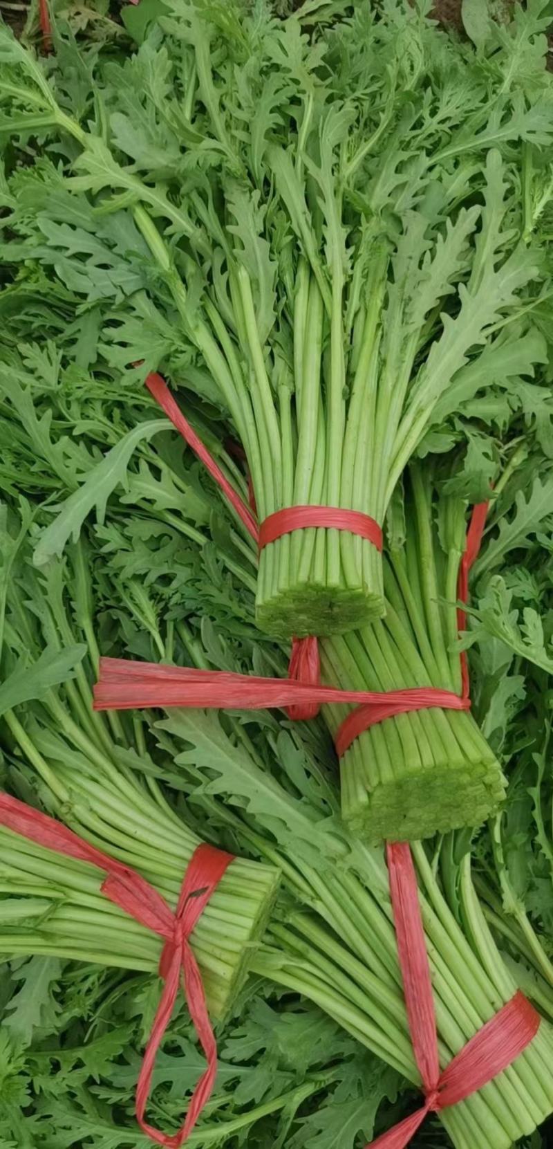 沈阳茼蒿基地直供全国