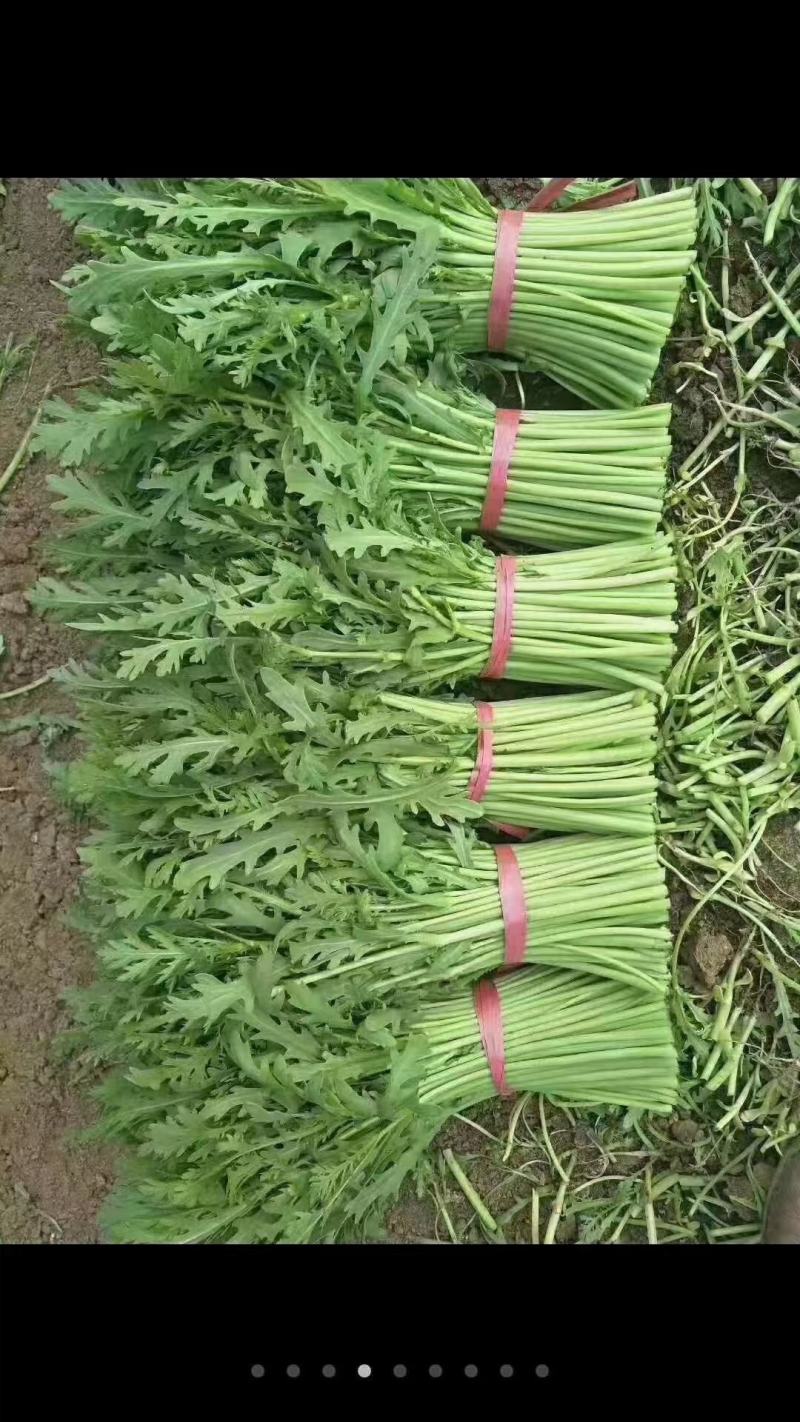 沈阳茼蒿基地直供全国