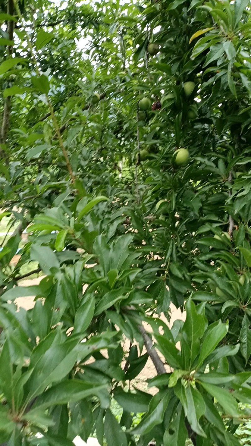 城固清脆李麦李五月脆，脱骨，脆甜爽口味道浓郁，代收代发。