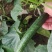 黄瓜25公分以上鲜花带刺